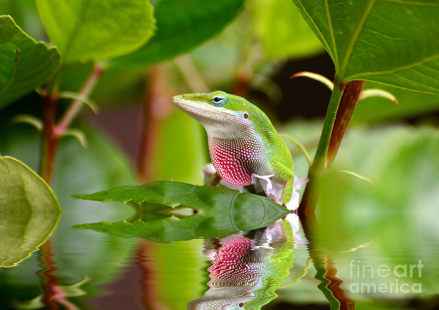 Reptile Photograph - Green Anole And His Reflection by Kathy Baccari
