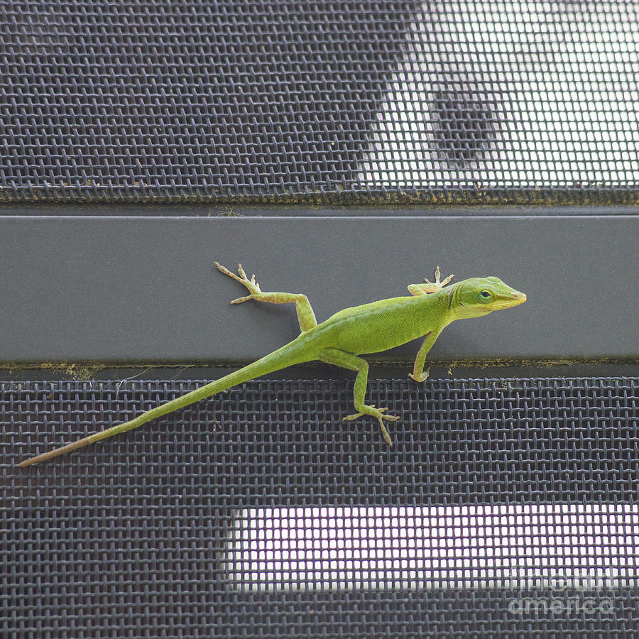 Wildlife Photograph - Green Anole by Diane Macdonald
