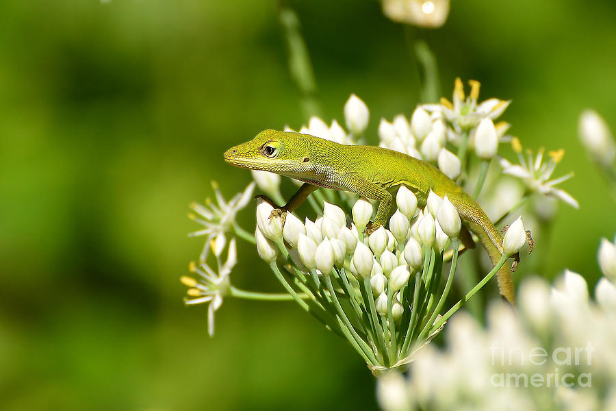 Green Anole I Photograph by Kathy Baccari