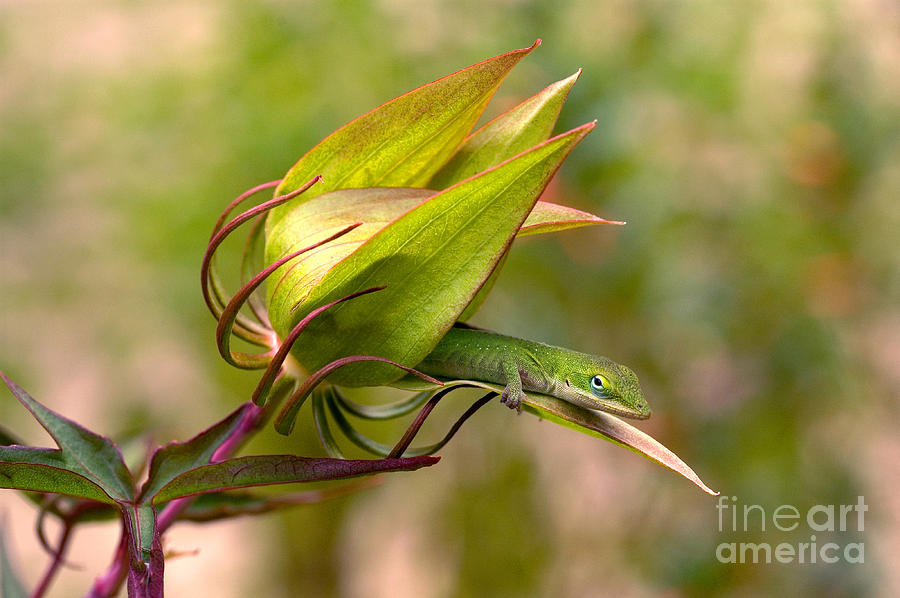 Green Anole In Hibiscus Flower Photograph by Gregory G. Dimijian, M.D.