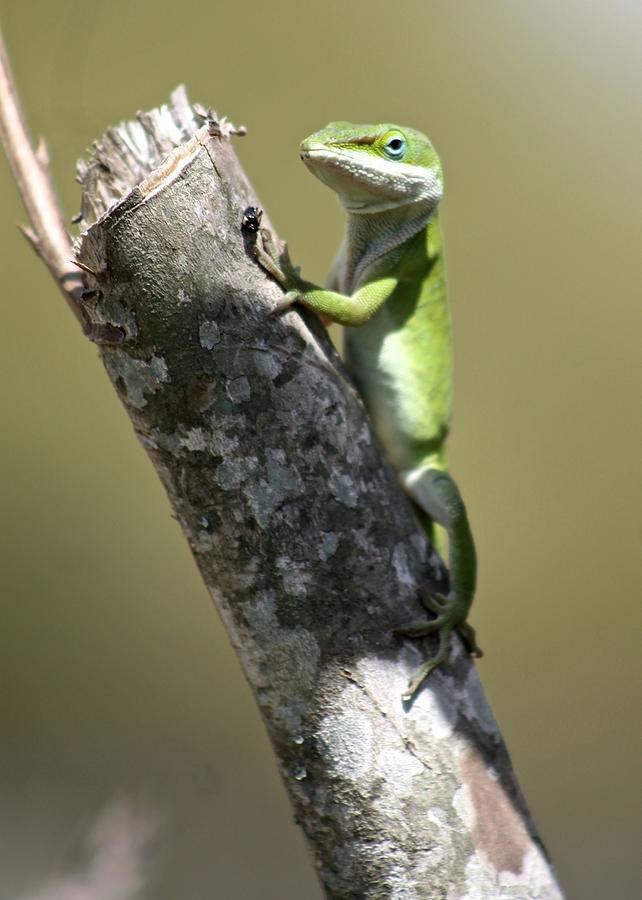 Green Anole Ready for Lunch Photograph by Jeanne Juhos