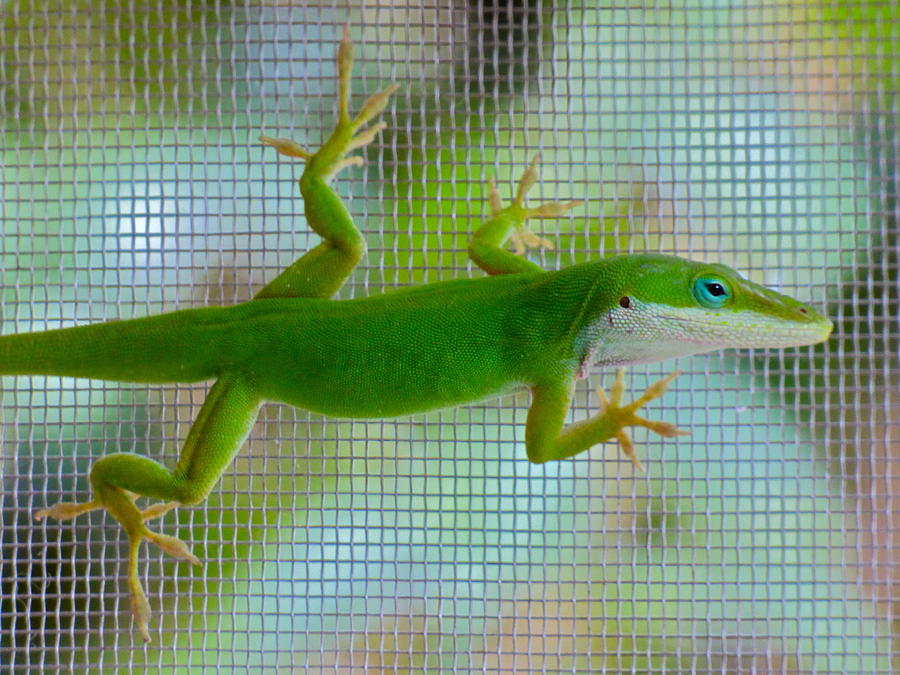 Green Anole Lizard Photograph by Jean Wright