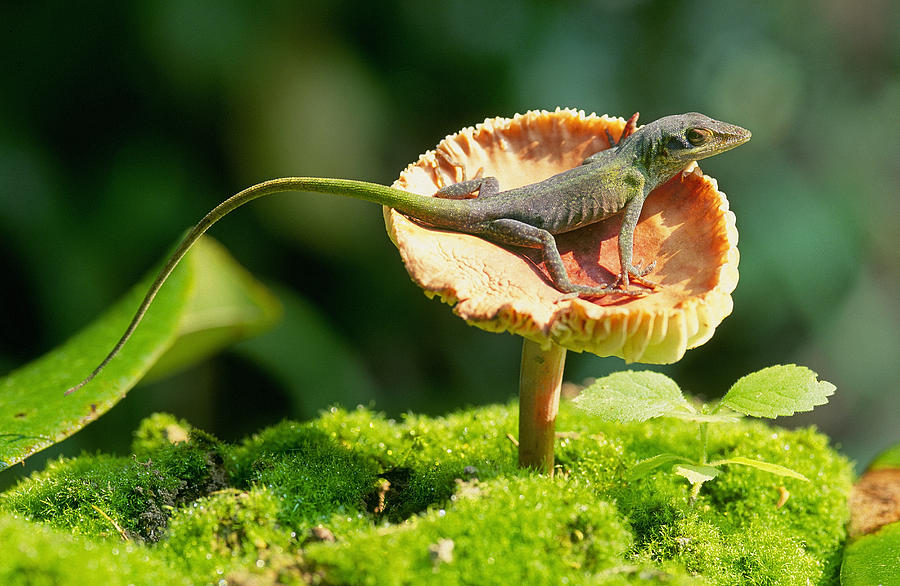 Green Anole On A Mushroom Photograph by Buddy Mays