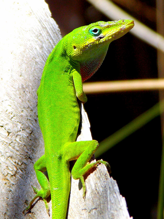 Green Anolis 1 Photograph by Sheri McLeroy