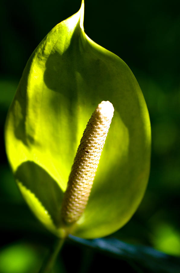 Green Anthurium Photograph by Will Wagner
