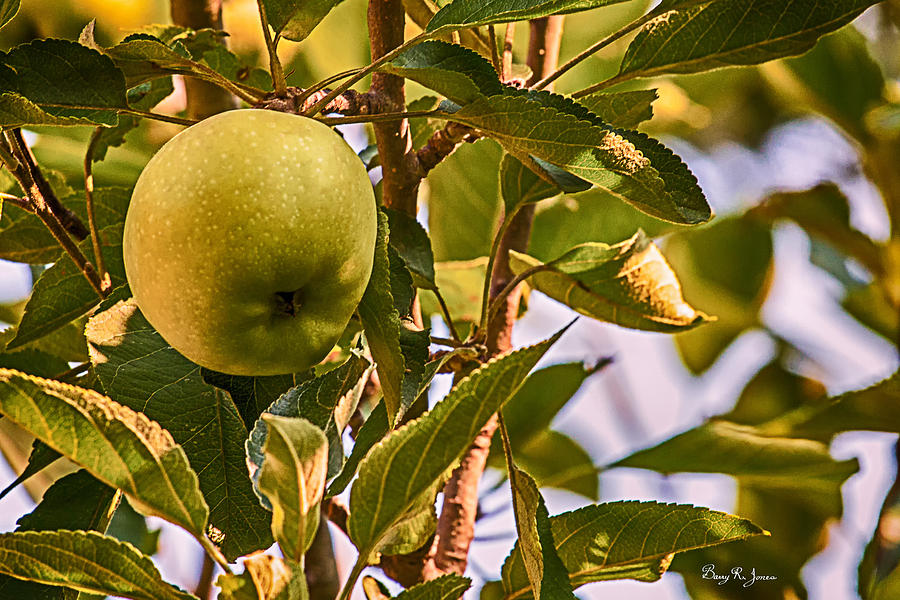Green Apple Photograph by Barry Jones