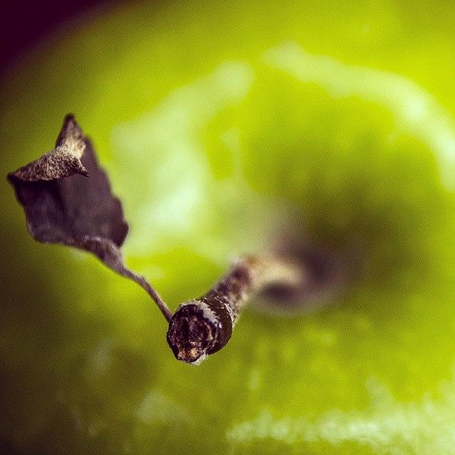 Green Apple With Dry Leave Photograph by Katalina Fuentes