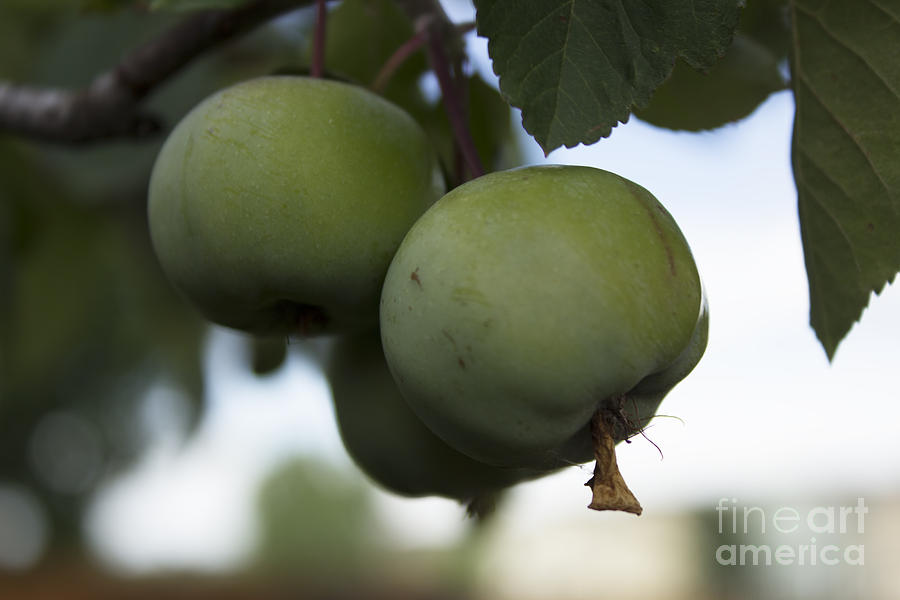 Green Apples Photograph by Steven Parker