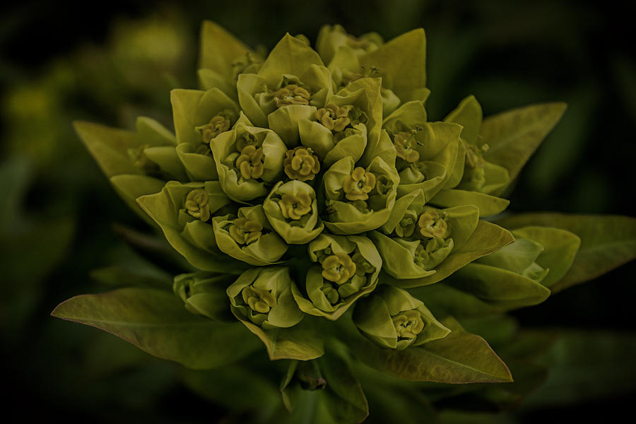 Flower Photograph - Green Arrangement by Martin Newman
