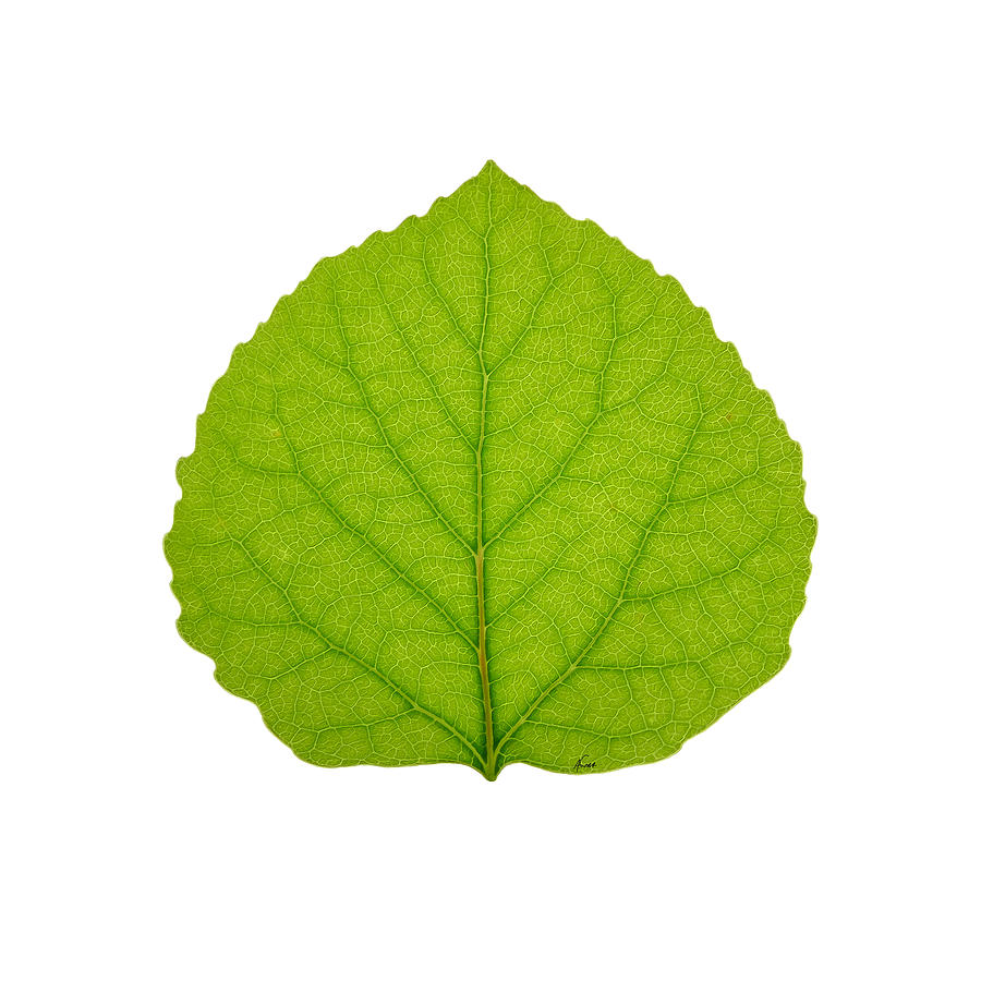 Green Aspen Leaf 3 Digital Art by Agustin Goba