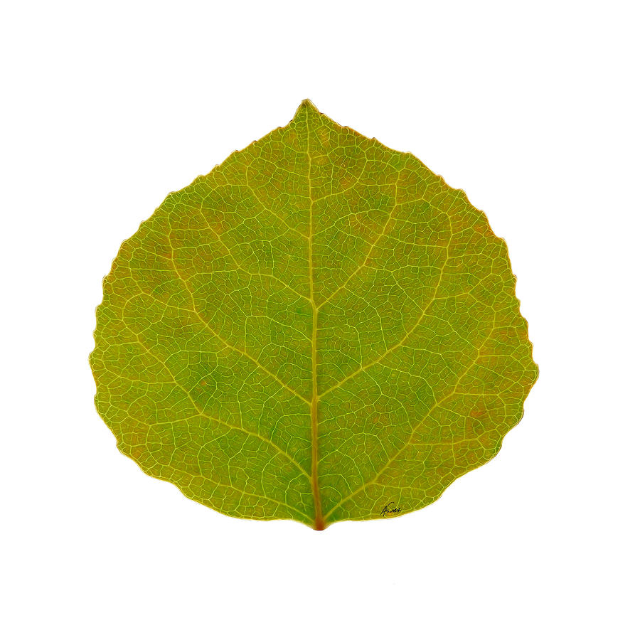 Aspen Leaf Digital Art - Green Aspen Leaf 4 by Agustin Goba