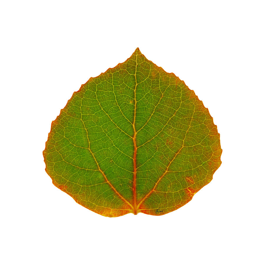 Green Aspen Leaf 5 Digital Art by Agustin Goba