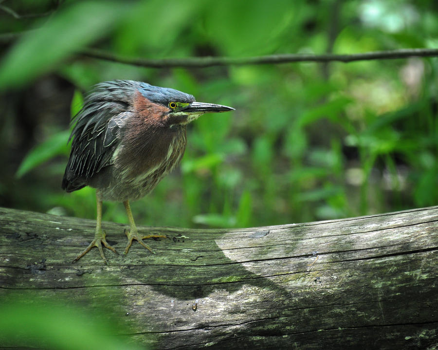 Green Backed Heron at the Swamp Photograph by Rebecca Sherman