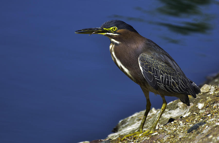 Green Backed Heron Photograph by George Davidson