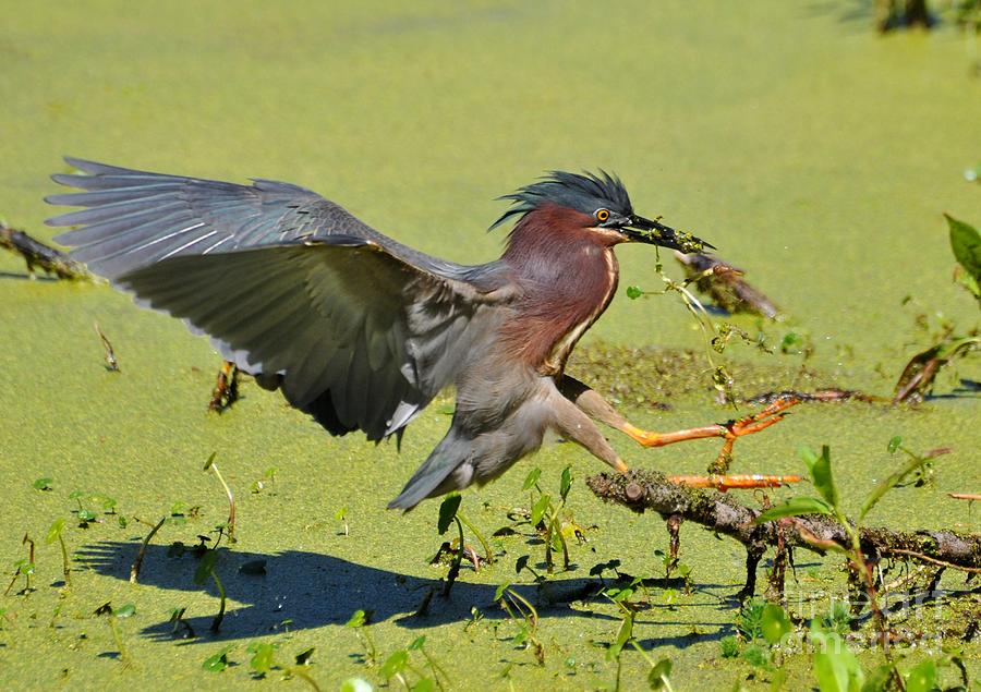 Green Backed Heron On The Hunt Photograph by Kathy Baccari
