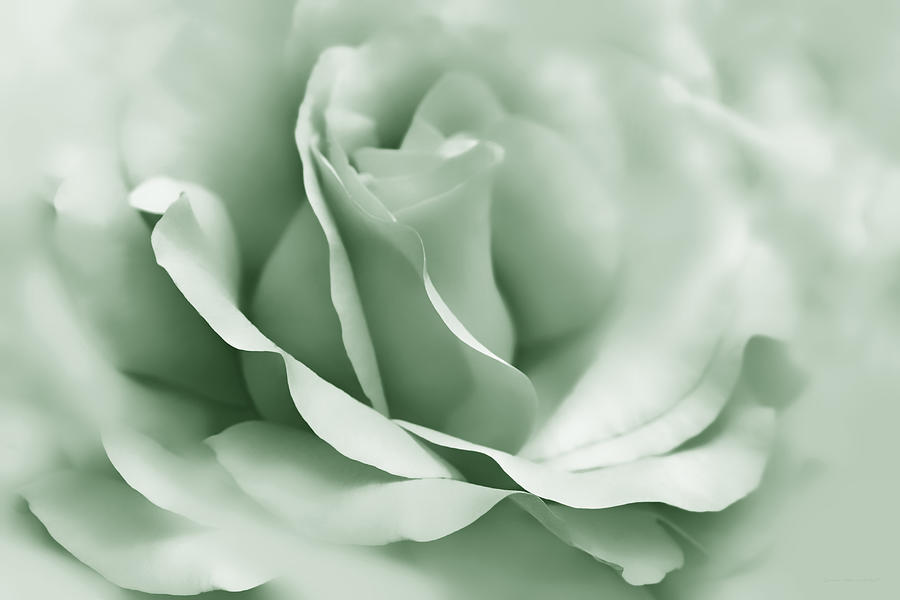Green Ballerina Rose Flower Photograph by Jennie Marie Schell