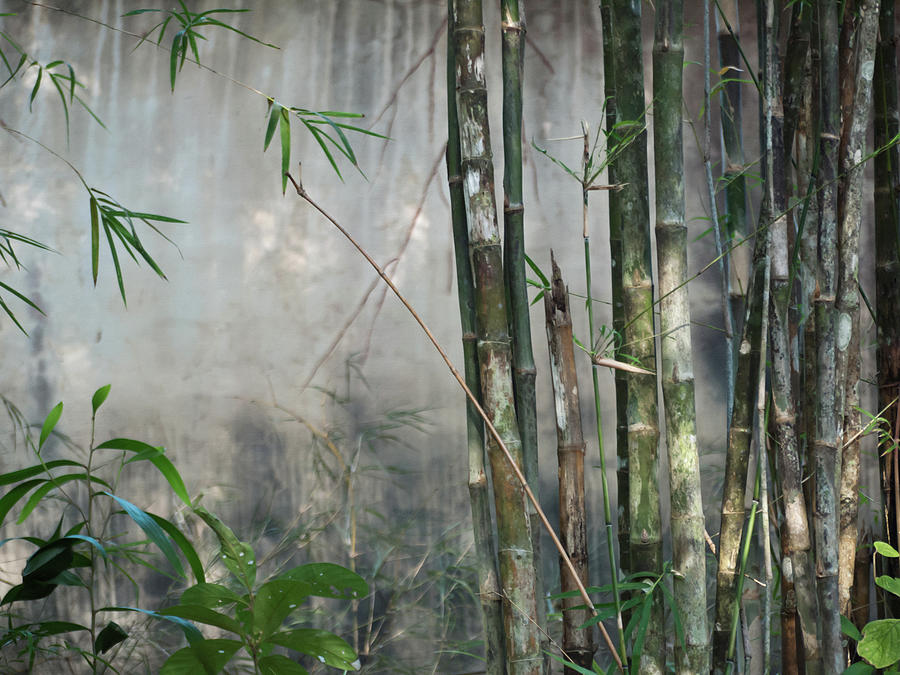Green Bamboo Background Photograph by Vizerskaya