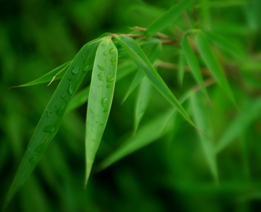 Green Bamboo Leaves with Raindrops Photograph by Nathan Abbott