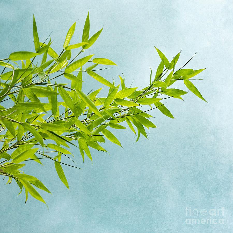Nature Photograph - Green Bamboo by Priska Wettstein