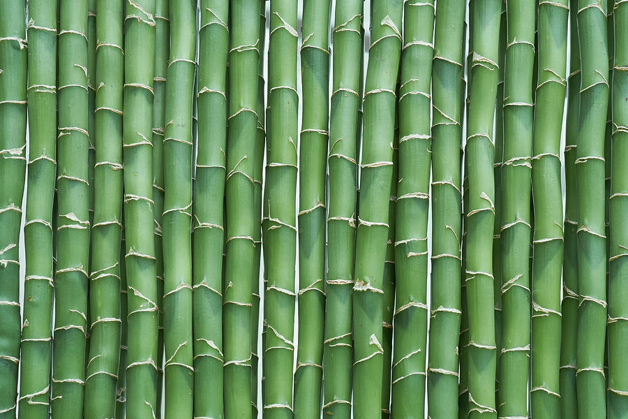 Green Bamboo Sticks Lined Up by Cora Niele