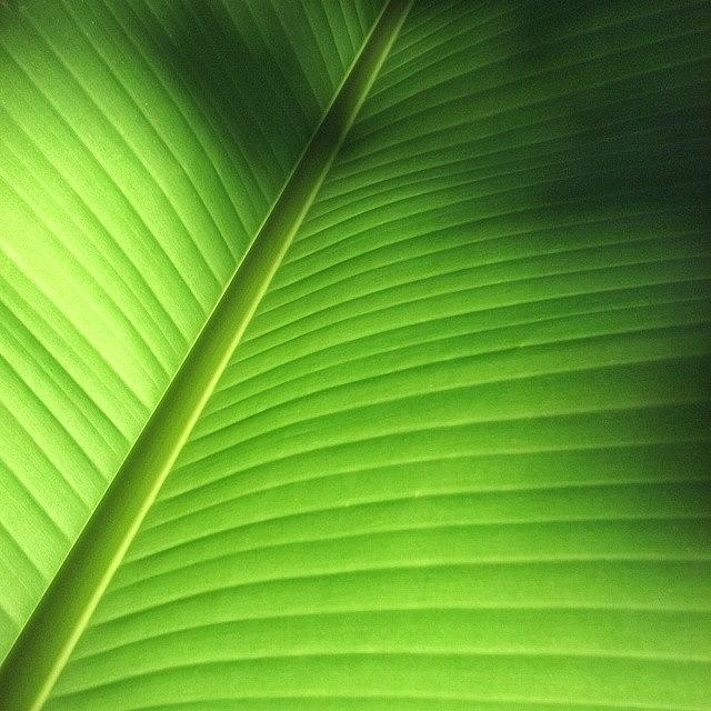 Nature Photograph - #green #banana #palm #tree #leaf by The Texturologist