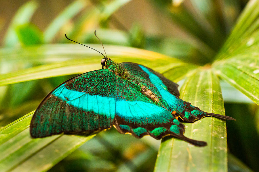 Green-banded Swallowtail Photograph by Bill Pevlor