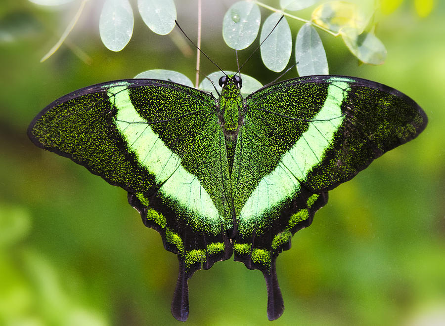 Green-banded Swallowtail  Photograph by Saija Lehtonen
