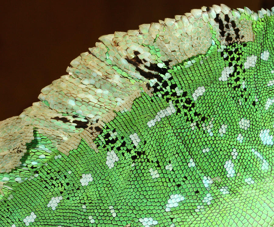 Green Basilisk Lizard Skin Pattern Photograph by Nigel Downer