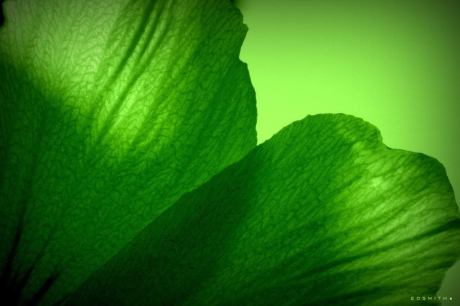 Green Bean Photograph by Edward Smith