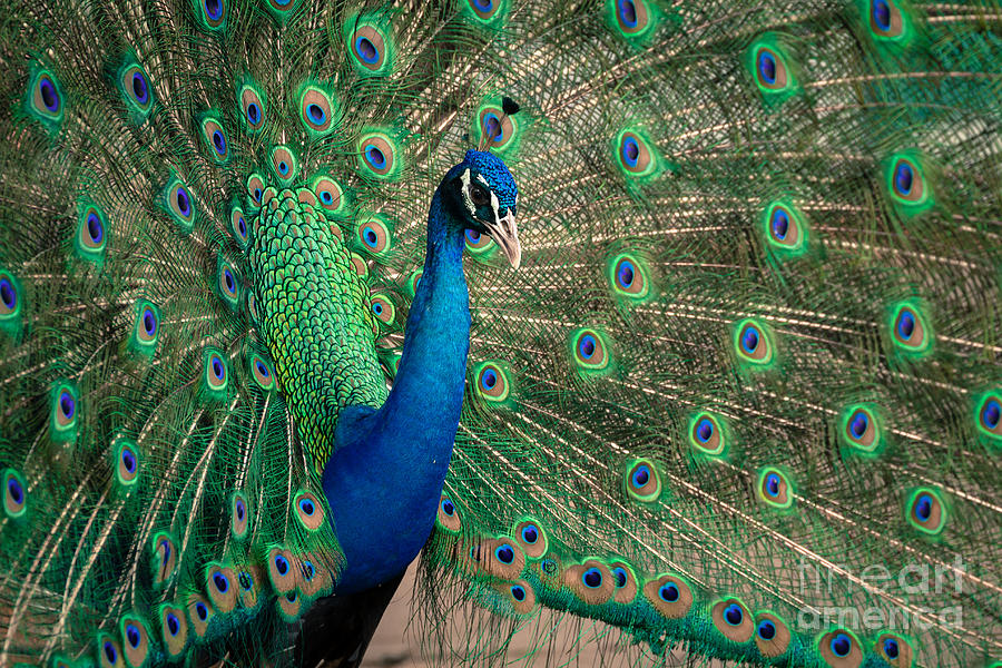 Green Beautiful Peacock Photograph by Tosporn Preede