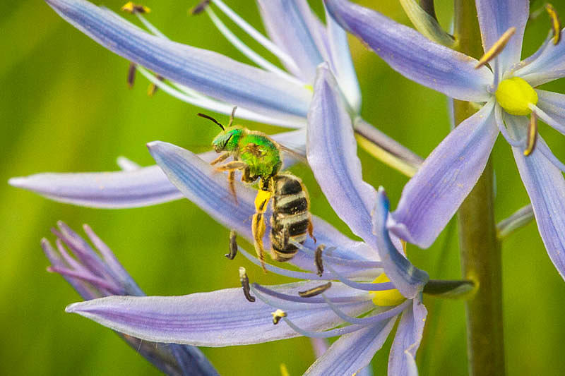 Green Bee Photograph by Catia Juliana