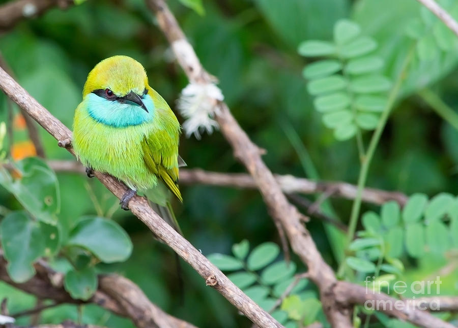 Green Bee-eater Merops Orientalis Photograph