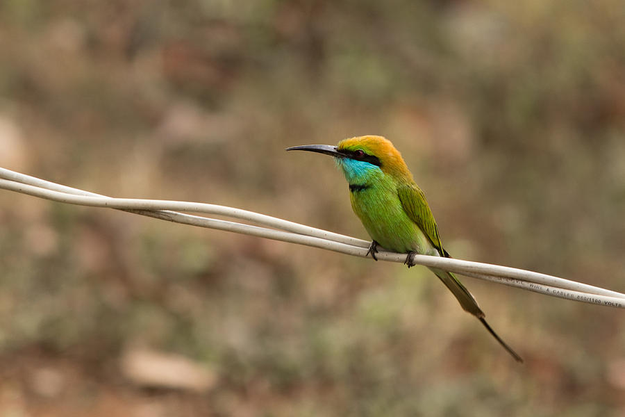 Green Bee-eater Photograph by SAURAVphoto Online Store