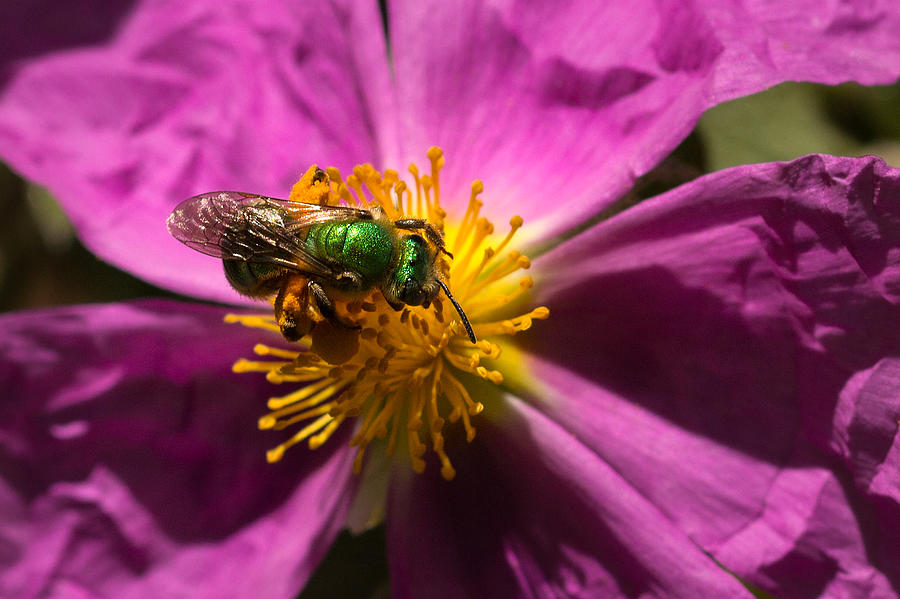 Green Bee Feeding on Rock Rose Photograph by Kathleen Bishop