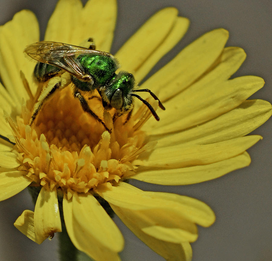 Green Bee Photograph by George Davidson