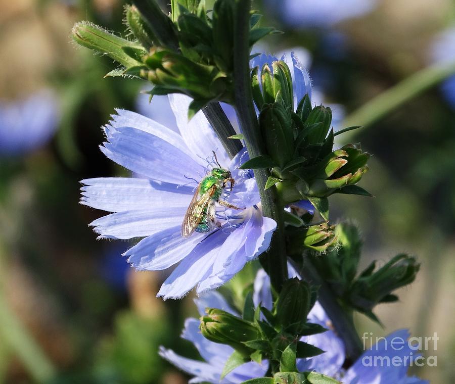 Green Bee on Chicory Photograph by J L Zarek