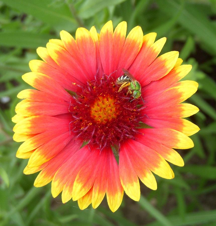 Green Bee Photograph by Terri Waselchuk - Fine Art America