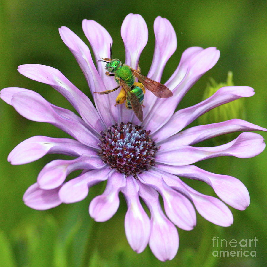 Nature Photograph - Green Bee with Pollen by Carol Groenen