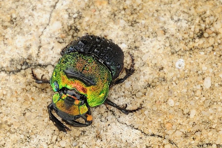 Green Beetle 2 Photograph by Bradford Martin