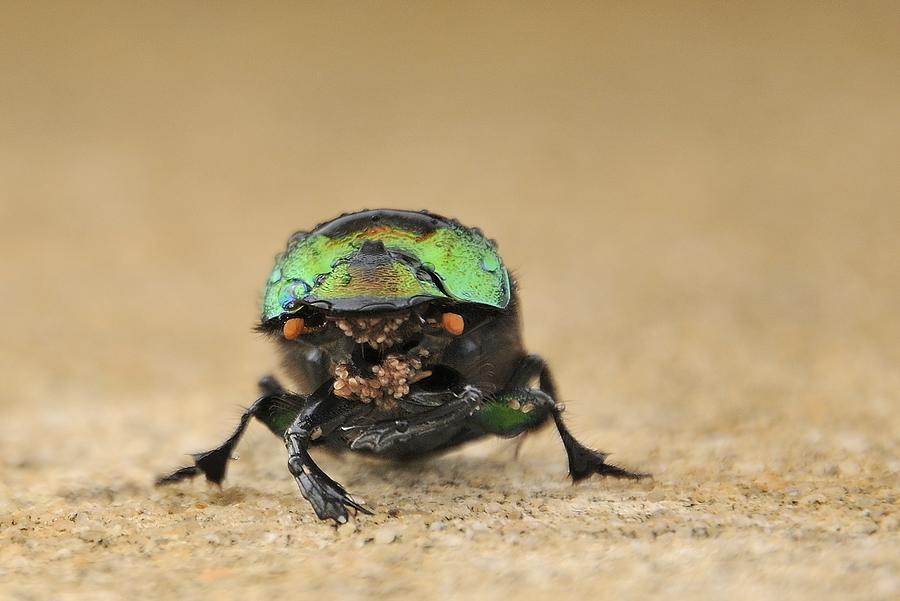 Green Beetle Photograph by Bradford Martin