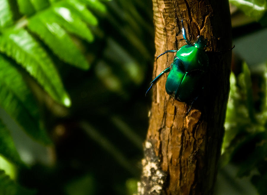 Nashville Photograph - Green Beetle by Douglas Barnett