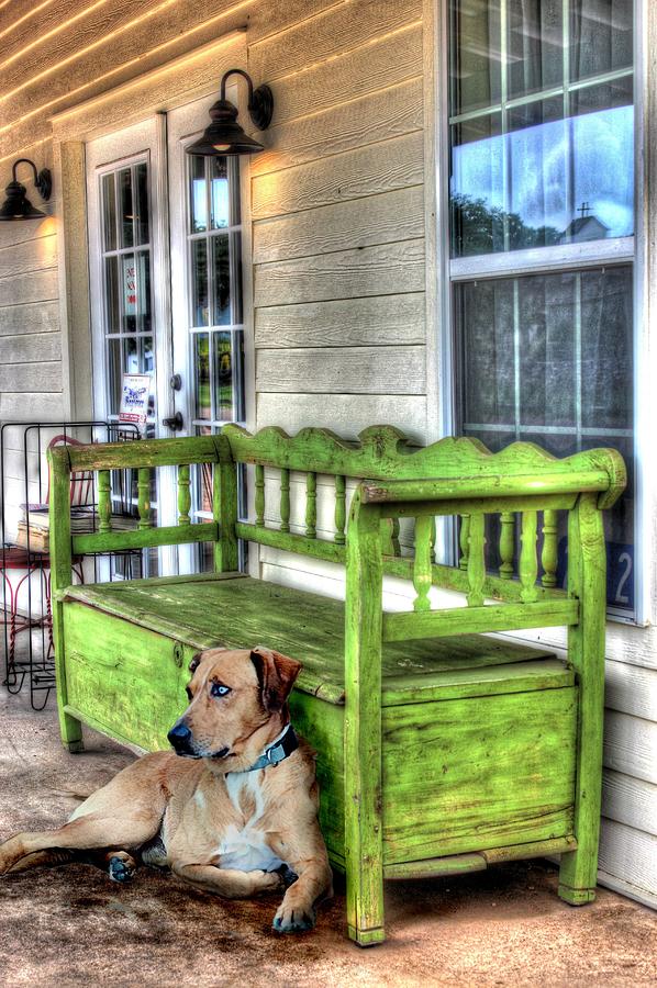 Dog Photograph - Green Bench and Catahoula Dog by Delilah Downs