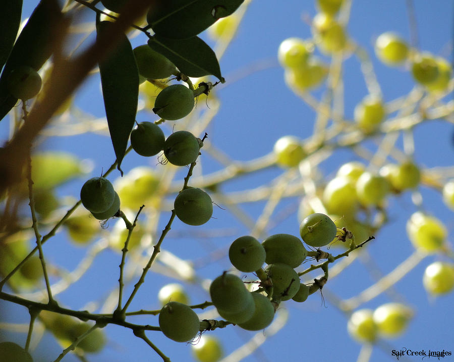 Nature Photograph - Green Berries by Cecily Vermote