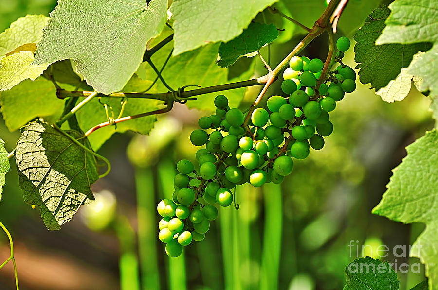Green Berries Photograph by Kaye Menner