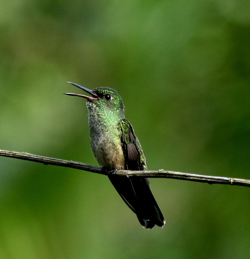 Green bird singing Photograph by Elena Crouch - Fine Art America