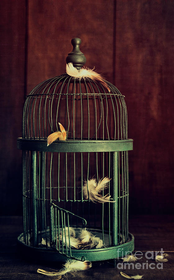 Green birdcage with feathers Photograph by Sandra Cunningham