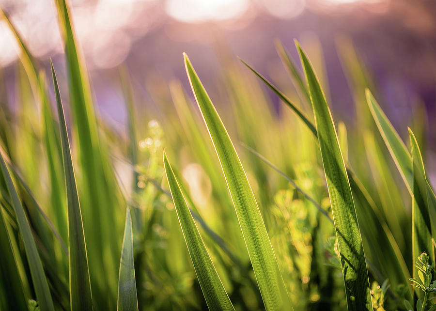 Green Blade Grass Photograph by Mabry Campbell