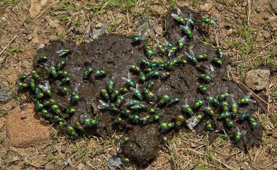 Nature Photograph - Green Bottle Flies Feeding On Cow Dung by Bob Gibbons