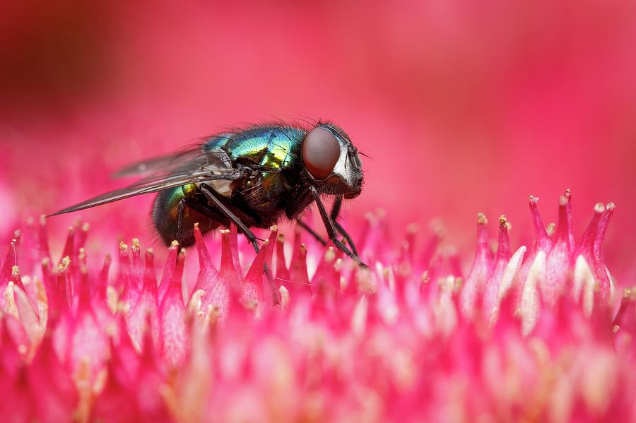 Green Bottle Fly Photograph by Heath Mcdonald