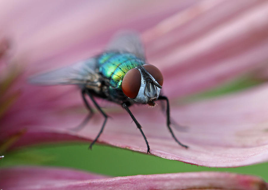 Green Bottle Fly Photograph by Juergen Roth